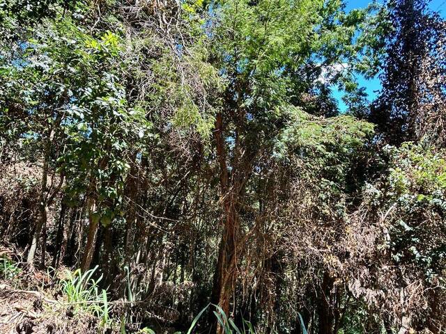 Terreno em condomínio para Venda em Petrópolis - 5